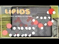 Lipid Categorization Glycerolipids Phospholipids Sphingolipids