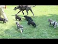 Great Dane Puppies For Sale