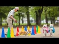 Download Lagu The Corgi Who Lost His Way🐶💔 Saved by Mama Cat’s Brave Kittens🐾❤️
