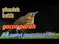 Lagu Suara burung plenduk bukit / plenduk gunung