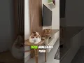 Udah rekam tiap hari, manggil juga salah 😾 #catshorts #cat #kucing