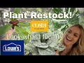 Plant Shopping at Lowe s Rare Monstera Philodendrons Cacti Finds