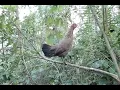 suab poj qaib tsauj tuaj zoo heev2022