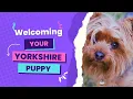 Welcoming Your Yorkshire Terrier Puppy - What to Expect in the First Year the First 12 weeks