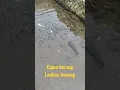 Air jernih dan Ikan Mujair #shortvideo #ikan #mujair