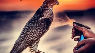 قصيدة مدح فخر حنا عيال شيوخ 