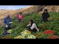 Nomadic Life in Zagros Organic Harvest of Eggplant Peppers Pumpkin