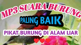 mp3 suara burcil paling terbaik untuk pikat burung di alam liar aguslovebritd7887