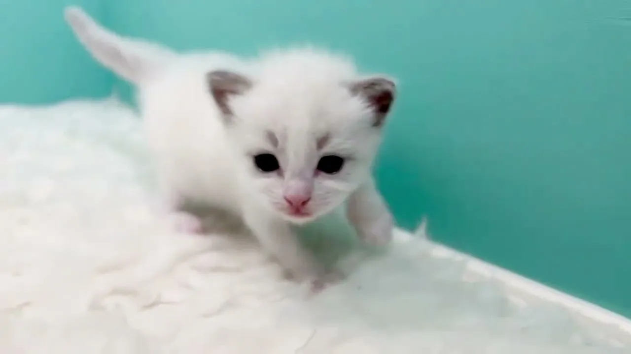 動画