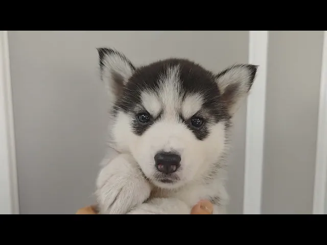 動画