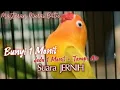 Download Lagu Masteran Murai Batu dll. Suara Burung loveBird jeda 1 menit + Terapi Air.