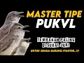Download Lagu MASTERAN TIPE PVKUL  FULL TEMB4K4N MEWAH || Untuk semua burung fighter