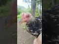 Download Lagu 2 Months Old Kanawayon #trending #chicken #viral #fyp #rooster
