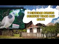 Download Lagu 7 Penyebab Burung Derkuku Tidak Mau Bunyi