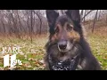 Download Lagu Mpls man hit, dog killed in hit-and-run