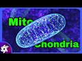 Mitochondria Structure Function in 3 Minutes