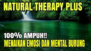  terapi burung macet bunyi terapi semua jenis burung biar gacor