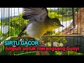 Lagu SUARA SIRTU GACOR AMPUH UNTUK PANCINGAN SIRTU/SIRPU LAIN