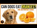 Can Dogs Eat Oranges Safe Amounts Citrus Risks Vet Tips
