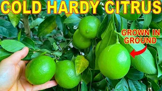 Download 5 CITRUS TREES That Grow To 10 DEGREES (-12C): Grow Cold Hardy Citrus! MP3