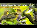 Download Lagu SUARA ANAKAN SOGON DAN BETINA MEMANGGIL JANTAN || Suara pikat sogon paling ampuh