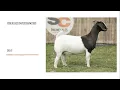 Online Livestock Judging Class 7 Does