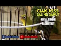 CIAK JOSS SALING SAHUT UNTUK KECIAL KUNING