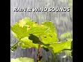 Striking Dawn Pouring Rain Sounds