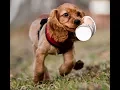 Funny And Cute Cocker Spaniel Compilation 2017 - Funny Dogs