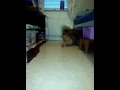 Playing Whit my dog knot