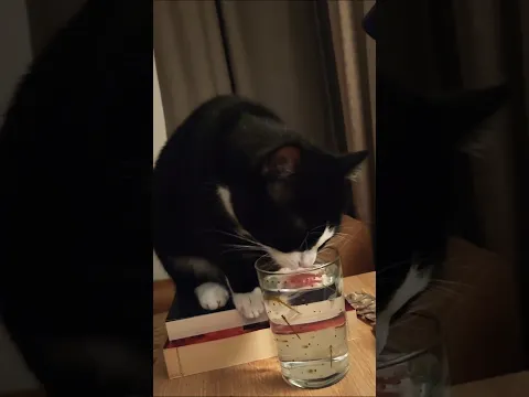 Thirsty CAT #water #glass #shorts
