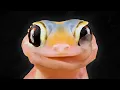 Download Lagu How Geckos See the World