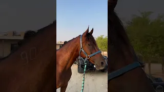 راشد الماجد صوت المحب 