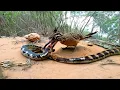 Lagu This Is Why Rattlesnakes FEAR the ROADRUNNER