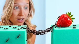 1,000 Ants vs. Ninja Warrior Course