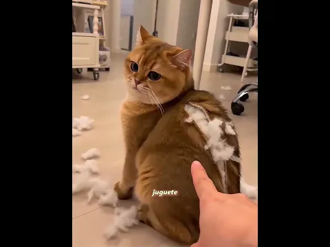 Este gato gordito descubrió por casualidad la alegría de perder peso