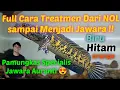 Lengkap‼️ Cara Treatmen Auranti Maculata From Zero sampai Jadi Jawara Kontes‼️😍🙏...