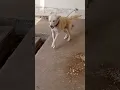 Download Lagu suara anjing menggonggong|dog barking sound#suara anjing menggonggong #dog sound