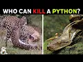 Download Lagu 6 Animals That Could Defeat A Python