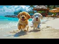 Download Lagu 12 Hours Of Dog Music🎵Calming Music for Dog Deep Sleep🐶🎵Separation Anxiety Music for Dog Relaxation🐶