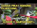 Download Lagu SUARA PIKAT PIJANTUNG PALING AMPUH