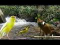 Download Lagu MASTERAN BURUNG SOGON MATERI KENARI SAMBUNG CILILIN || SOGON MATERI CILILIN