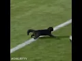 Download Lagu Black cat runs on field AND SCORES A GOAL