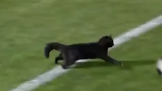 Black Cat Runs On Field AND SCORES A GOAL  Black Cat Runs On Field AND SCORES A GOAL