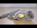 can cats eat grits
