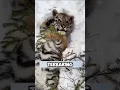Download Lagu Pria ini merawat harimau dari bayi #shorts