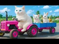 Download Lagu Puppy Help Mama Cat After Falls at Farm and Joins Heartfelt Thank-You Dinner with Kitten Family 🐾🐶🐱