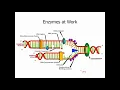 Bio 111 Chap 9 DNA structure and replication Part 2 DNA Replication