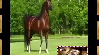 ابو الثنايا ذهب ياقوت ياعلي عليتني واقفيت 