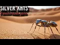 Download Lagu Silver Ants of Desert ! Fastest alive Ants on earth ! Insects Documentary